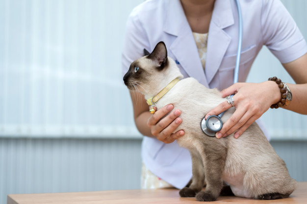 seguro para gatos